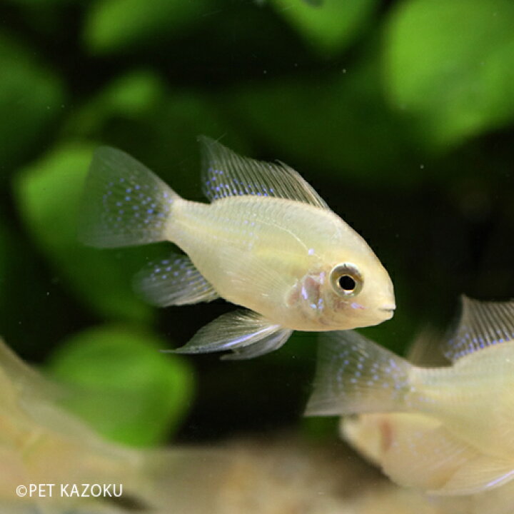 楽天市場 ゴールデンラミレジ 東南ブリード 1匹 ラミレジ アメリカンシクリッド シクリッド 小型 観賞魚 魚 アクアリウム 熱帯魚 ペット 未来アクアリウム 楽天市場店