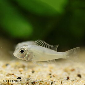 楽天市場 ゲオファーガス スベニ 観賞魚 熱帯魚 アクアリウム ペット ペットグッズの通販