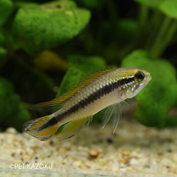 アピストグラマビタエニアータブルー(ペルー)(オスのみ)1匹(3〜4cm程度)ワイルド観賞魚魚アクアリウム熱帯魚ペット水槽飼育アメリカンシクリッド