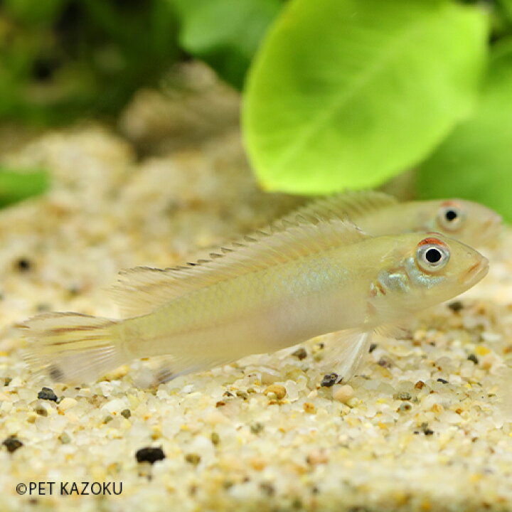 楽天市場 ナノクロミス ヌーディセプス 1ペア 4 5cm程度 アフリカンシクリッド シクリッド 観賞魚 魚 アクアリウム 熱帯魚 ペット 未来アクアリウム 楽天市場店