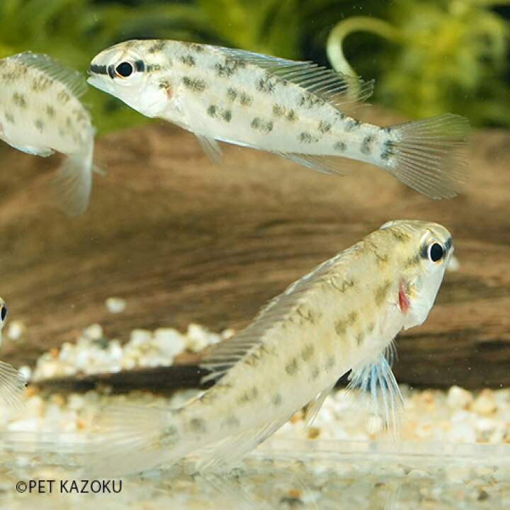 楽天市場 ディクロススspネグロ Dicrossus Fuine 雌雄指定不可 1匹 3 4cm程度 観賞魚 魚 アクアリウム 熱帯魚 ペット 飼育 アメリカンシクリッド 未来アクアリウム 楽天市場店