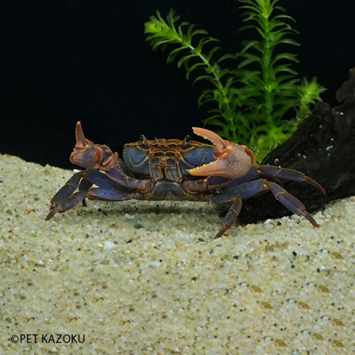 楽天市場 レッドポタモンクラブ 1匹 5cm程度 クラブ カニ かに アクアリウム ペット 未来アクアリウム 楽天市場店 楽天市場 レッドポタモンクラブ 1匹 5cm程度 クラブ カニ かに アクアリウム ペット 未来アクアリウム 楽天市場店