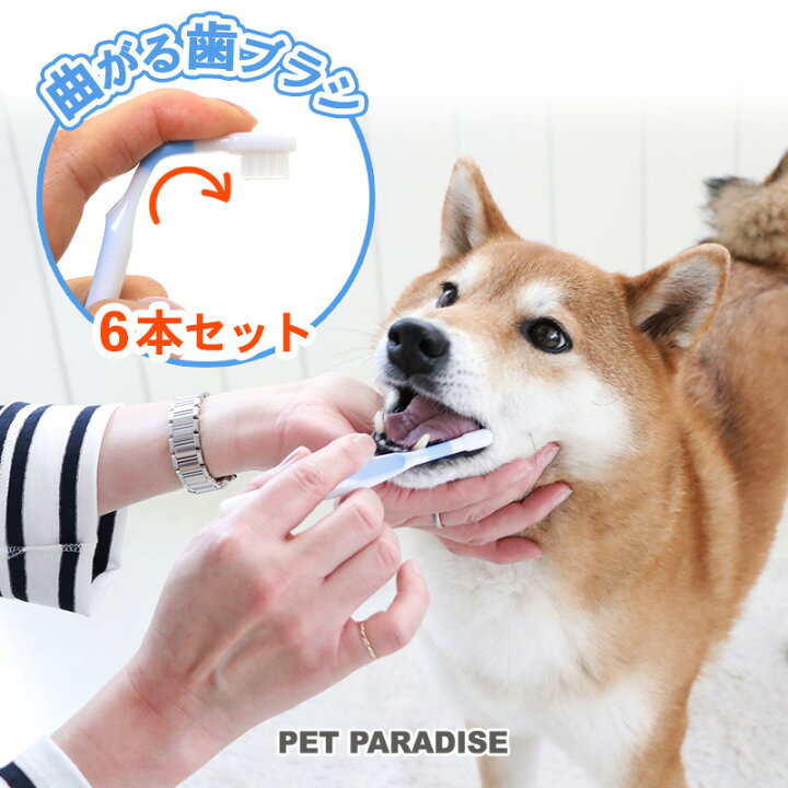楽天市場 犬 歯磨き 曲がる 歯ブラシ ６本セット ブルー 国産 送料無料 全犬種対応 犬用歯ブラシ 猫用 ペット用 歯みがき はぶらし ハブラシ 犬 口 ケア 猫 口 ケア ペットパラダイス