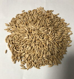 楽天市場 ハムスター 草の通販