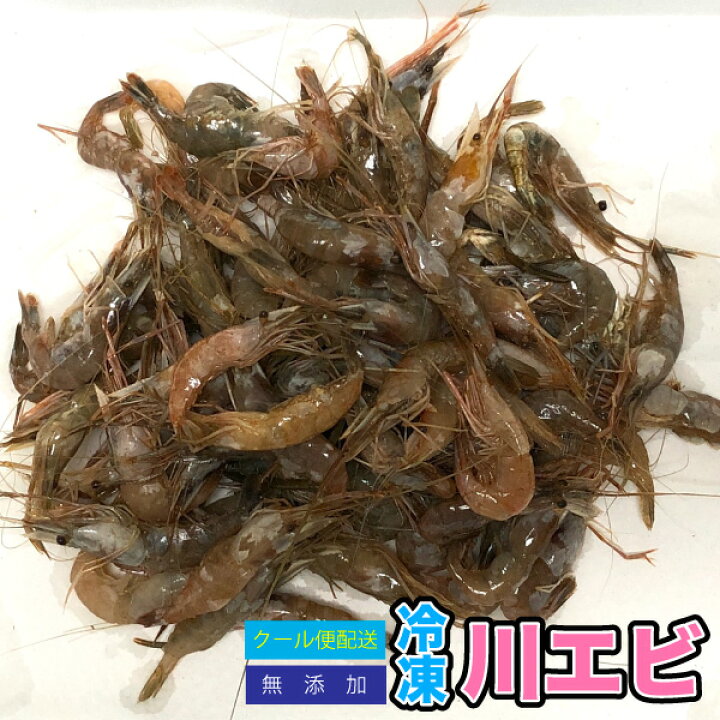 楽天市場 冷凍 川エビ 500g 天然 川エビ かわえび 熱帯魚 餌 肉食 かめ 大型魚 水棲カメ用 海老 エサ 餌 クール便配送 別途クール便送料 Dbp Petshopスイート