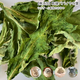 楽天市場 パパイヤの葉 うさぎの通販