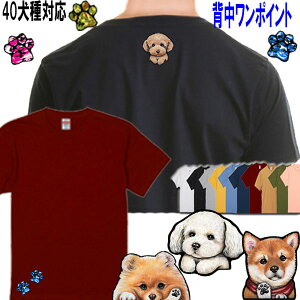  tVc fB[X  TVc  gCv[h V[Y[ _bNXth ` Č t`uhbO ViEU[ LoA |jA }`[Y pO R[M[ [