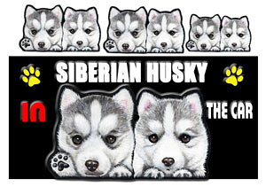  VxAnXL[ ObY G  XebJ[ VxAnXL[ 201 l[ V[  VxAnXL[ ObY G  XebJ[ DOG IN CAR ԗpXebJ[ VxAE