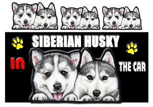  VxAnXL[ ObY G  XebJ[ VxAnXL[ 203 l[ V[  VxAnXL[ ObY G  XebJ[ DOG IN CAR ԗpXebJ[ VxAE