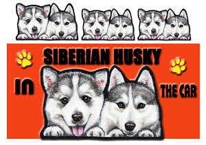 VxAnXL[ ObY G  }Olbg XebJ[ VxAnXL[ 203  XebJ[ VxAnXL[ ObY G  av[g NX}X v[g