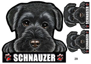 ViEU[ 29  XebJ[ ViEU[  ObY G V[ Ԃɓ\  XebJ[ ̃XebJ[ ~j`AViEU[ ԃXebJ[  XebJ[ ViEU[ G 