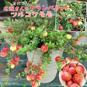 A̎Nx[ 邱 ςcRP ÃNx[ 4D5A