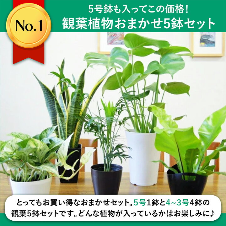 楽天市場】【お届け日指定なしは入荷次第順次発送！】 送料無料 5号鉢 