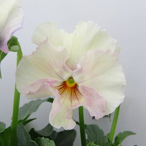 yNA@i̔@ԓȁփtpW[@yNA@qJ[55r@10D5cm|bg