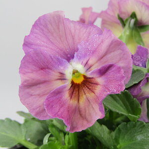 yNA@i̔@ԓȁփtpW[@yNA@qJ[56r@10D5cm|bg