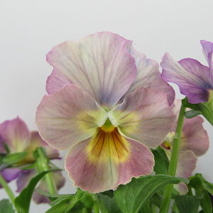 yNA@i̔@ԓȁփtpW[@yNA@qJ[57r@10D5cm|bg