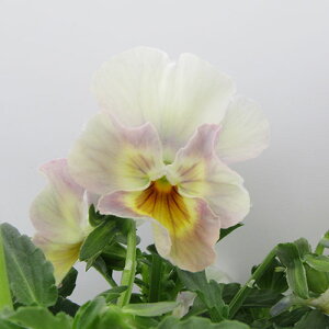 yNA@i̔@ԓȁփtpW[@yNA@qJ[58r@10D5cm|bg