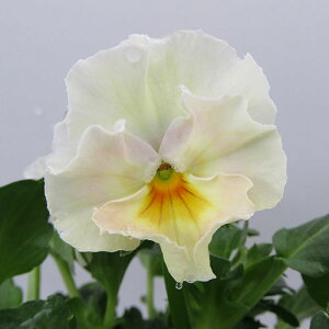 yNA@i̔@ԓȁփtpW[@yNA@qJ[60r@10D5cm|bg