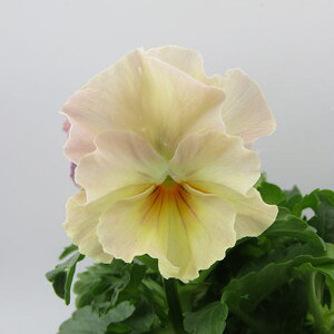 yNA@i̔@ԓȁփtpW[@yNA@qJ[61r@10D5cm|bg