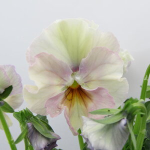 yNA@i̔@ԓȁփtpW[@yNA@qJ[62r@10D5cm|bg