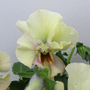 yNA@i̔@ԓȁփtpW[@yNA@qJ[63r@10D5cm|bg