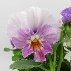 yNA@i̔@ԓȁփtpW[@yNA@qJ[64r@10D5cm|bg