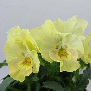 yNA@i̔@ԓȁփtpW[@yNA@qJ[65r@10D5cm|bg