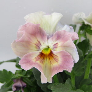 yNA@i̔@ԓȁփtpW[@yNA@qJ[66r@10D5cm|bg