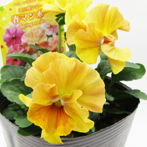 t}{[@IWipW[@~jpW[@t}{[@ԕc@10D5cm|bg@qCG[nr