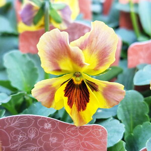 ݂ƃrI@ŐVi@t炫rI@AWAr[eB[VF@|@10D5cm|bg@܂O̕tĂȂVFłI