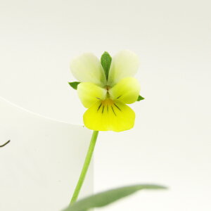 FꏬȃrI@i̔@ɏփrI@nanoiimj@LO`×N}t@Ng[{ŕ琬@7D5cm|bgc@qJ[7r