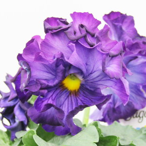 VK[E{{@i̔@q@tpW[@VK[E{{@KeÓ@10D5cm|bgc@qJ[15r