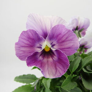 yNA@i̔@ԓȁփtpW[@yNA@qJ[2r@10D5cm|bg