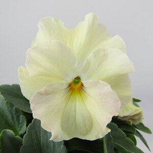 yNA@i̔@ԓȁփtpW[@yNA@qJ[3r@10D5cm|bg