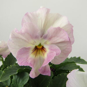 yNA@i̔@ԓȁփtpW[@yNA@qJ[4r@10D5cm|bg