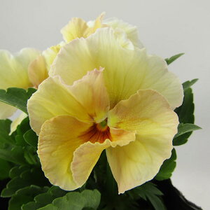 yNA@i̔@ԓȁփtpW[@yNA@qJ[6r@10D5cm|bg