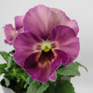 yNA@i̔@ԓȁփtpW[@yNA@qJ[9r@10D5cm|bg