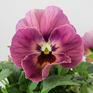 yNA@i̔@ԓȁփtpW[@yNA@qJ[10r@10D5cm|bg