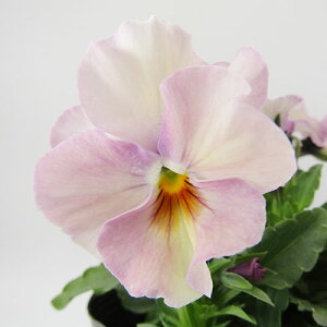 yNA@i̔@ԓȁփtpW[@yNA@qJ[16r@10D5cm|bg