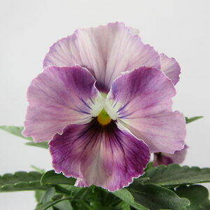 yNA@i̔@ԓȁփtpW[@yNA@qJ[17r@10D5cm|bg