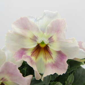 yNA@i̔@ԓȁփtpW[@yNA@qJ[23r@10D5cm|bg