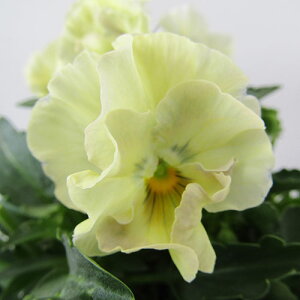 yNA@i̔@ԓȁփtpW[@yNA@qJ[25r@10D5cm|bg