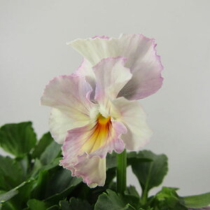 yNA@i̔@ԓȁփtpW[@yNA@qJ[26r@10D5cm|bg