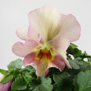 yNA@i̔@ԓȁփtpW[@yNA@qJ[27r@10D5cm|bg