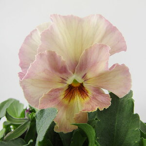 yNA@i̔@ԓȁփtpW[@yNA@qJ[28r@10D5cm|bg