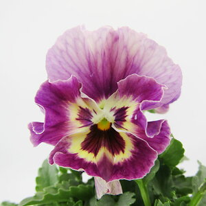 yNA@i̔@ԓȁփtpW[@yNA@qJ[30r@10D5cm|bg