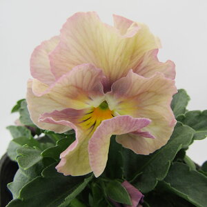 yNA@i̔@ԓȁփtpW[@yNA@qJ[31r@10D5cm|bg