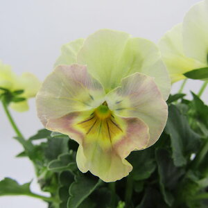 yNA@i̔@ԓȁփtpW[@yNA@qJ[33r@10D5cm|bg