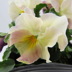 yNA@i̔@ԓȁփtpW[@yNA@qJ[34r@10D5cm|bg