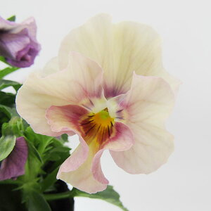 yNA@i̔@ԓȁփtpW[@yNA@qJ[35r@10D5cm|bg